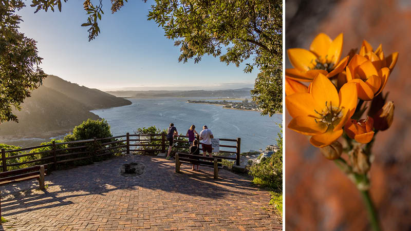 Utsikt över havet och bergen och färggranna blommor på resa genom Sydafrika.